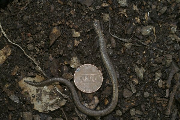 L'Euroleague face à la NBA